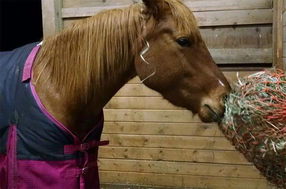 Trailer/Stall Nets Orange Slow Feeder