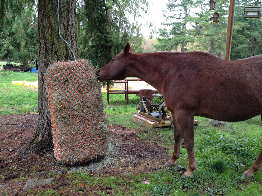 West Coast Bale Net Orange Slow Feeder
