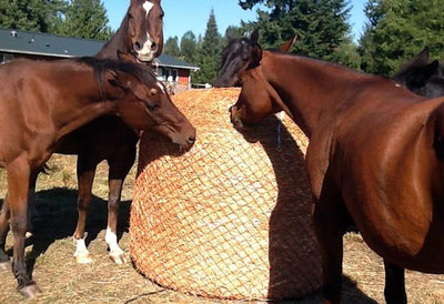 Horses on a Round Bale Slow Feeder
